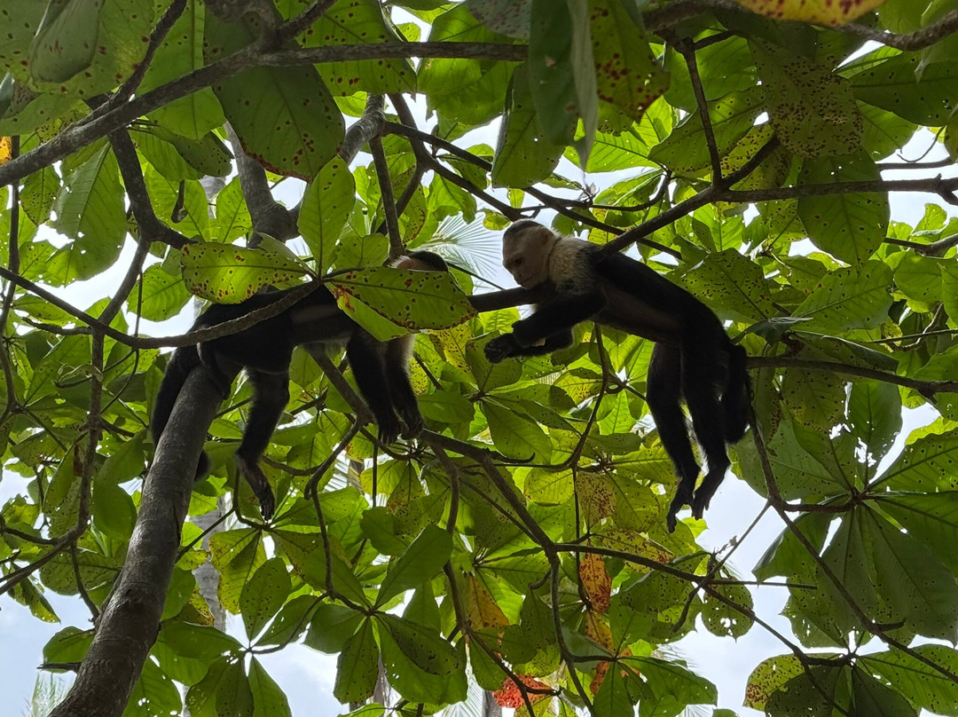 Pacific jungle adventures-克波斯必去景点