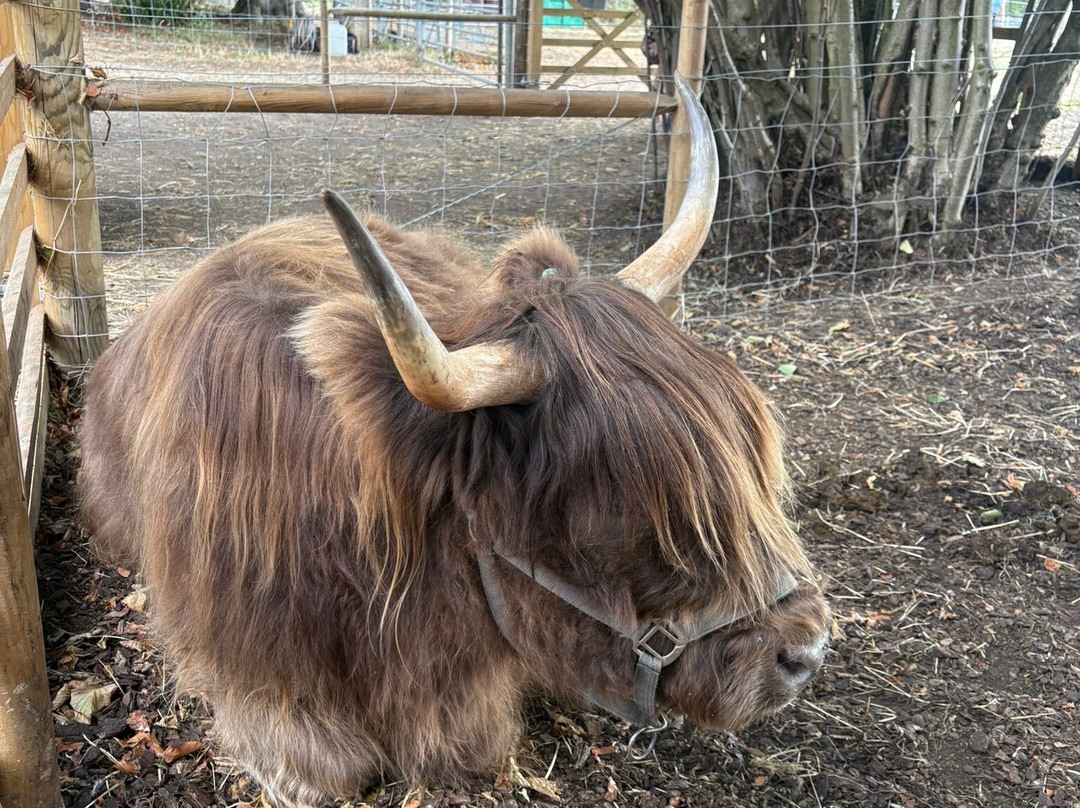 Baylham House Rare Breeds Farm-伊普斯威奇必去景点
