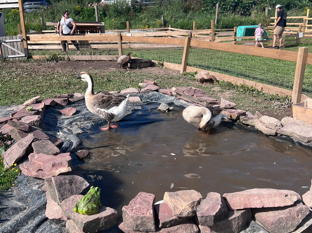 Harmony Acres Ranch & Petting Farm-Cornville必去景点