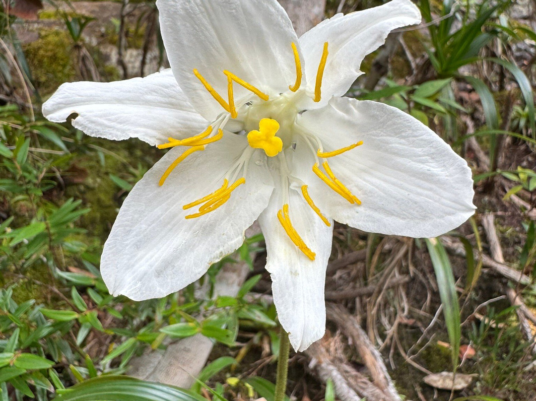 Cachoeira da Fumacinha-Ibicoara必去景点