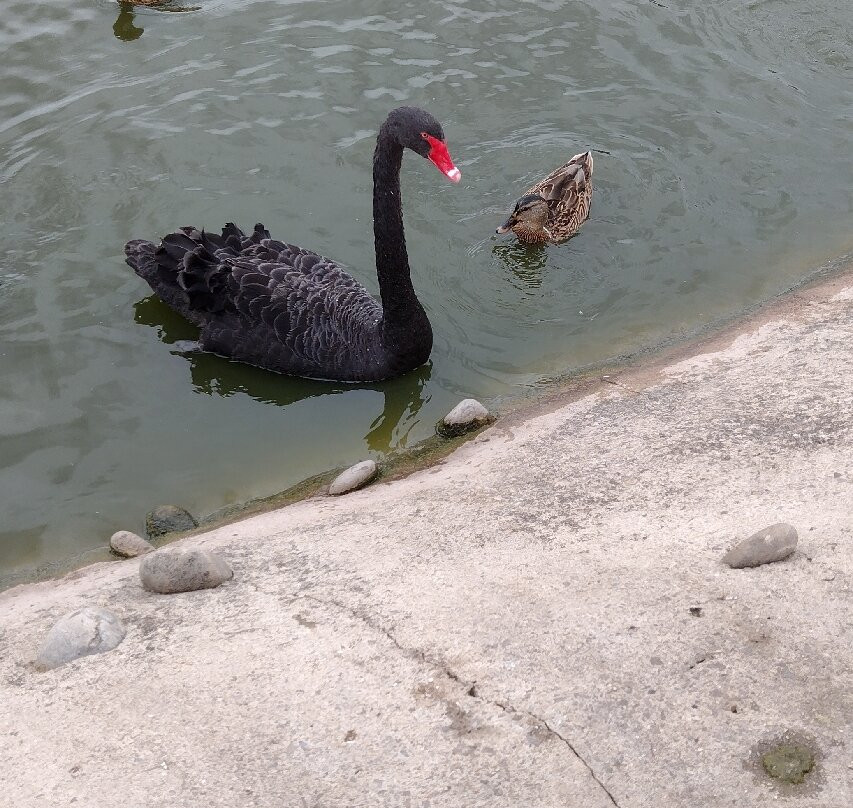WWT Slimbridge Wetland Centre-Slimbridge必去景点