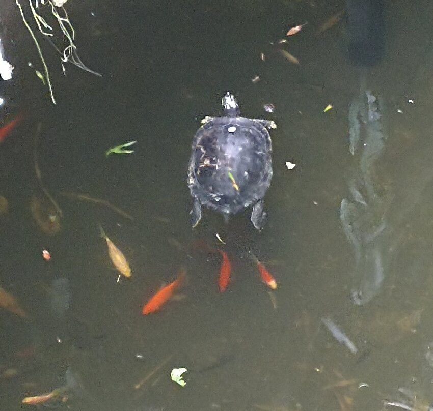 Plantasia Tropical Zoo-斯温西必去景点