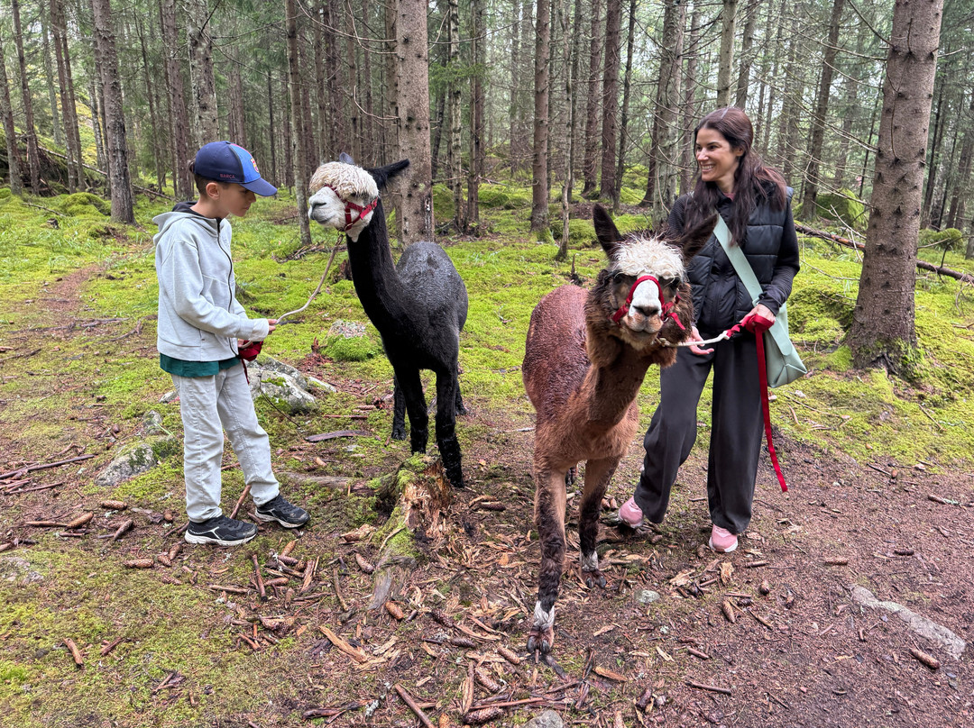 Far from standard alpaca-Jarna必去景点