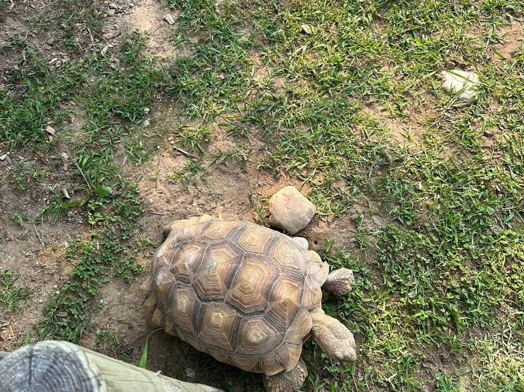 Deer Tracks Junction-Cedar Springs必去景点