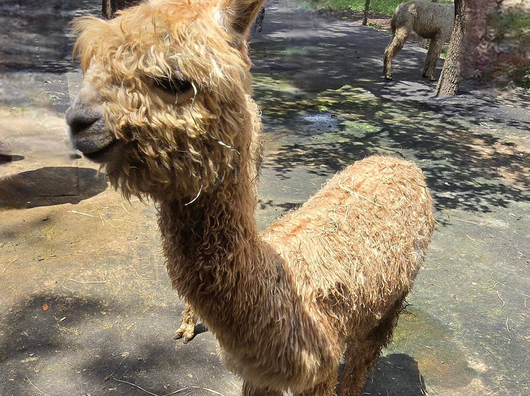 LunaSea Alpaca Farm-Ferndale必去景点