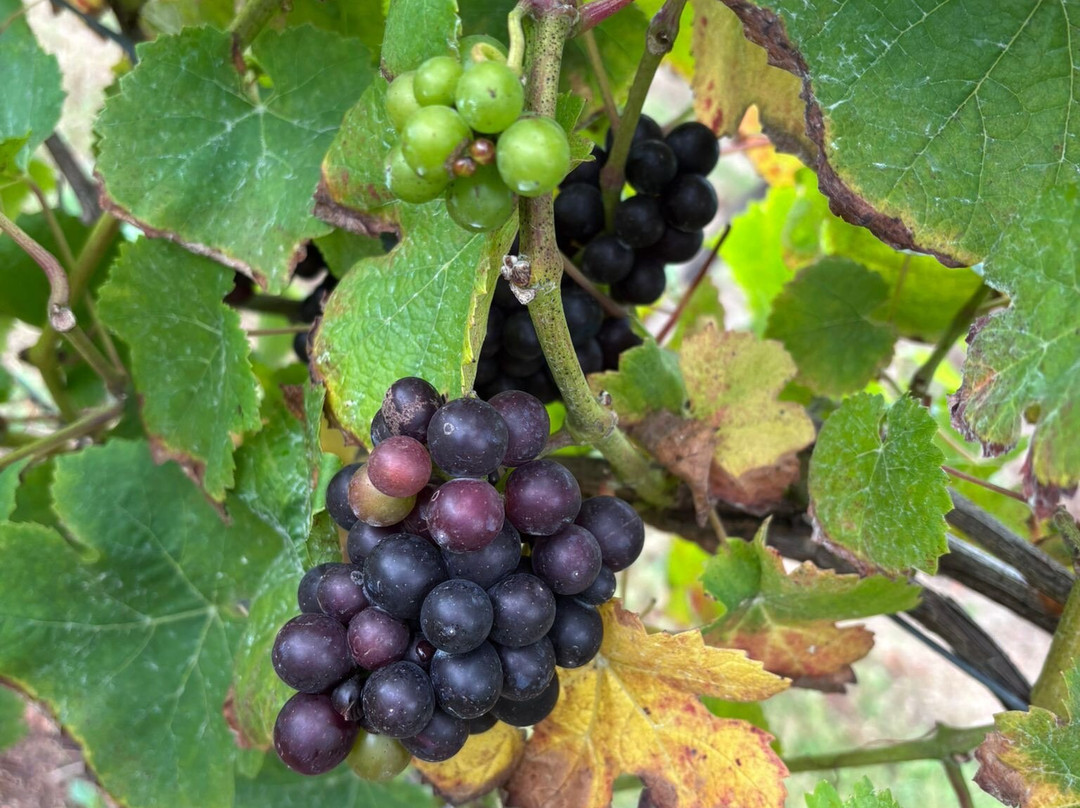 English Oak Vineyard-Lytchett Matravers必去景点