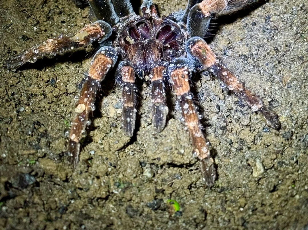 Forest Alive-蒙特沃德必去景点