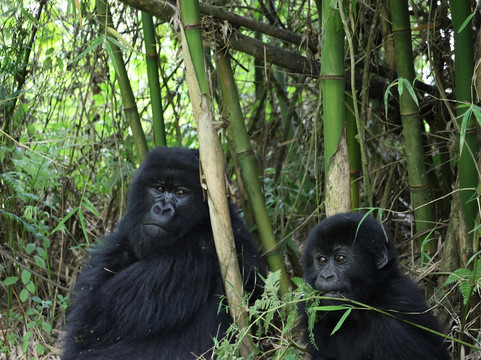 Africa 4 Corner Safari-吉佳利必去景点