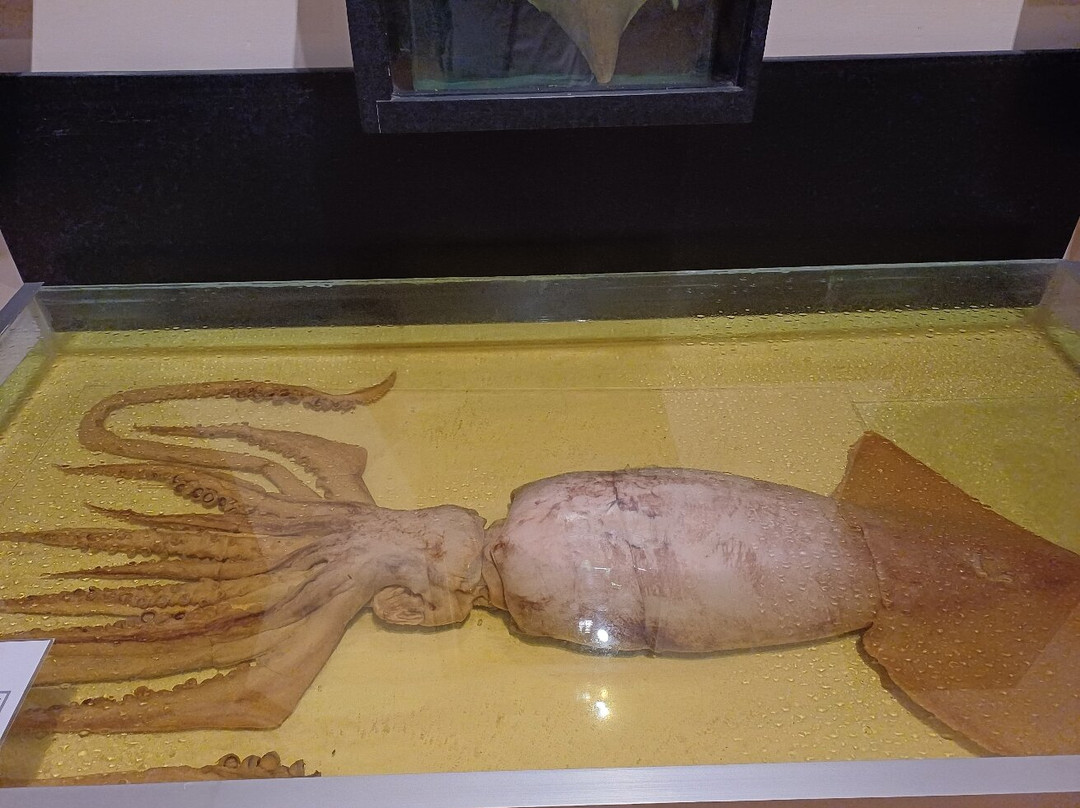 National Museum of Natural History-姆迪纳必去景点