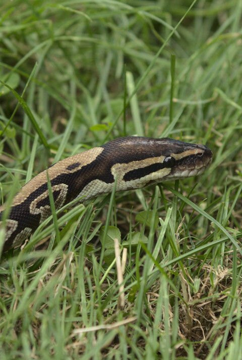 Animalistic Encounters-South Woodham Ferrers必去景点