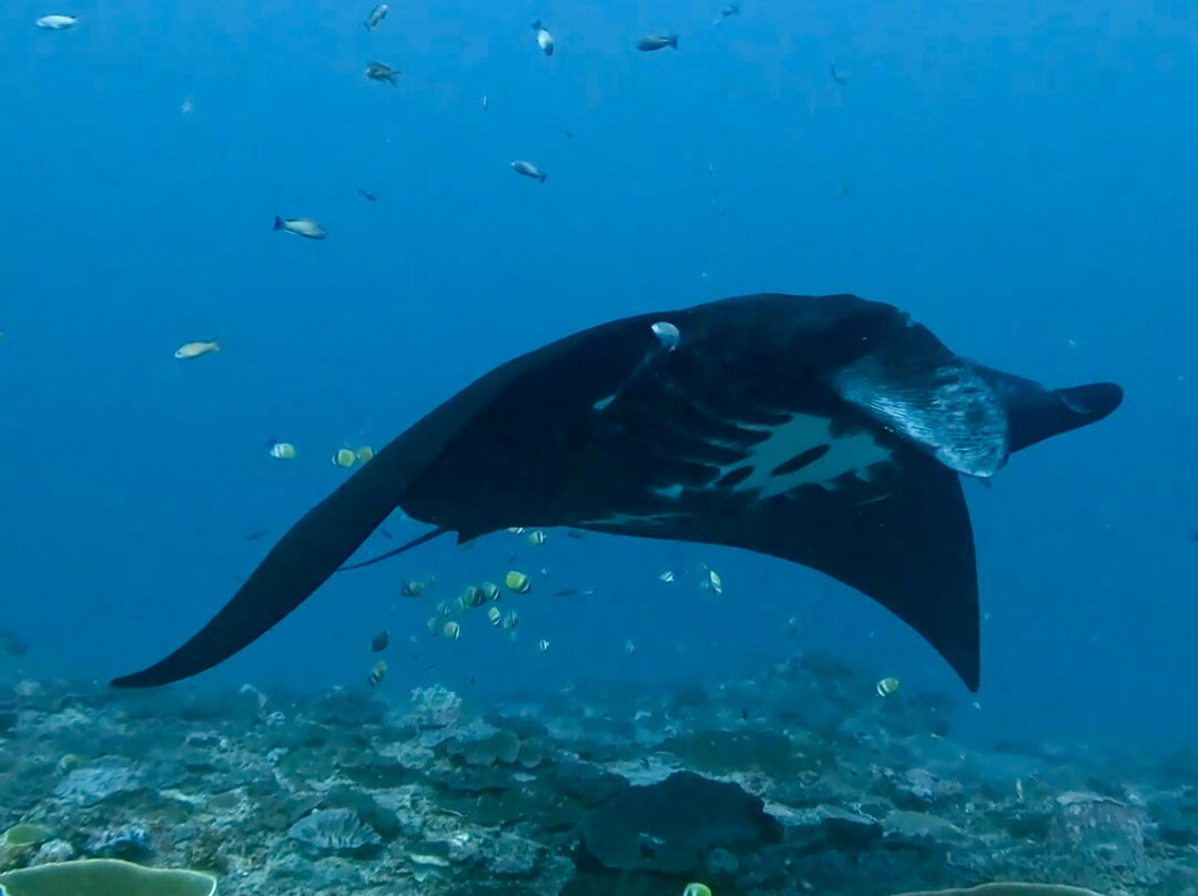 Dune Penida Dive Center-珀尼达岛必去景点