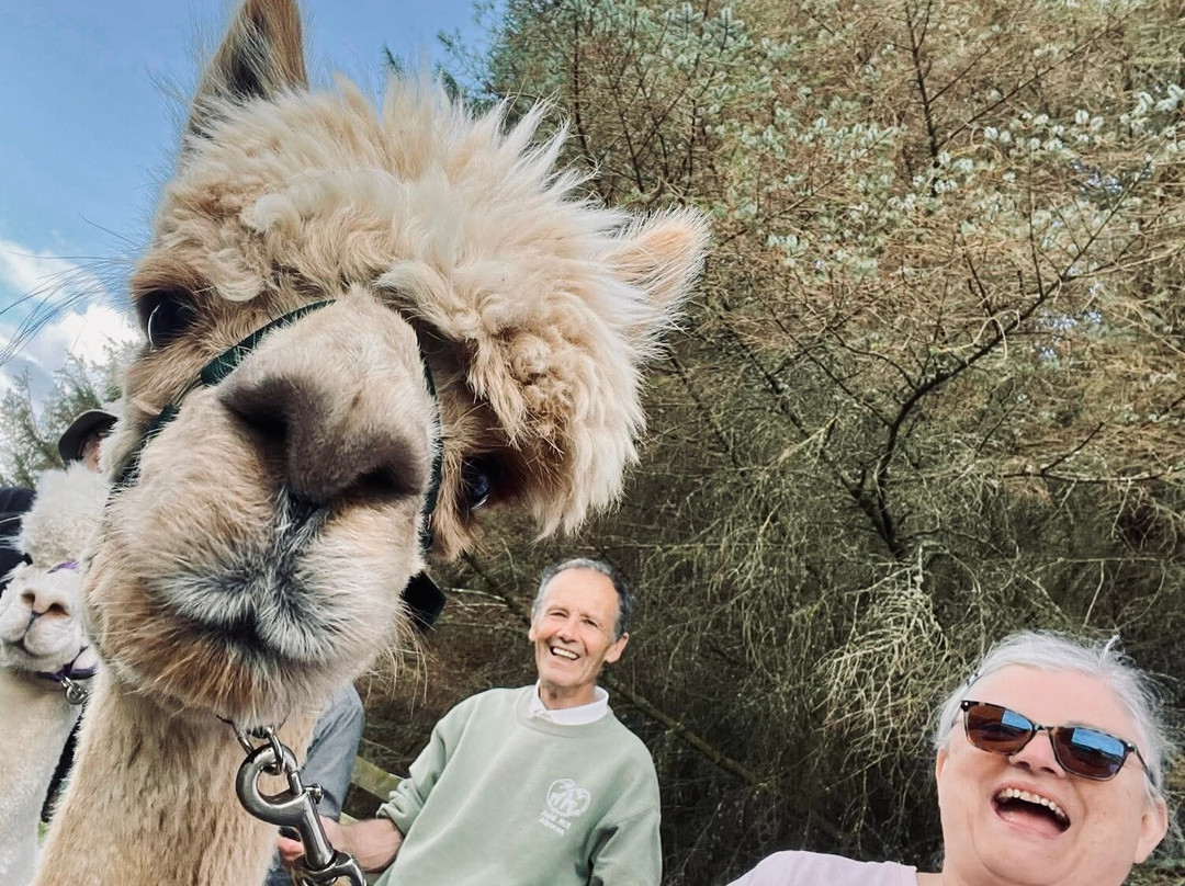 Alpaca Days Out-埃尔金必去景点