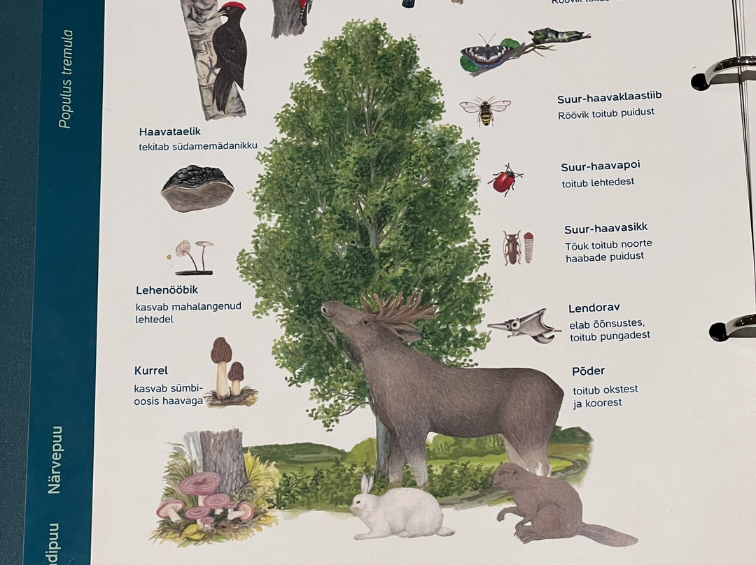 Sagadi Forest Museum-Sagadi必去景点