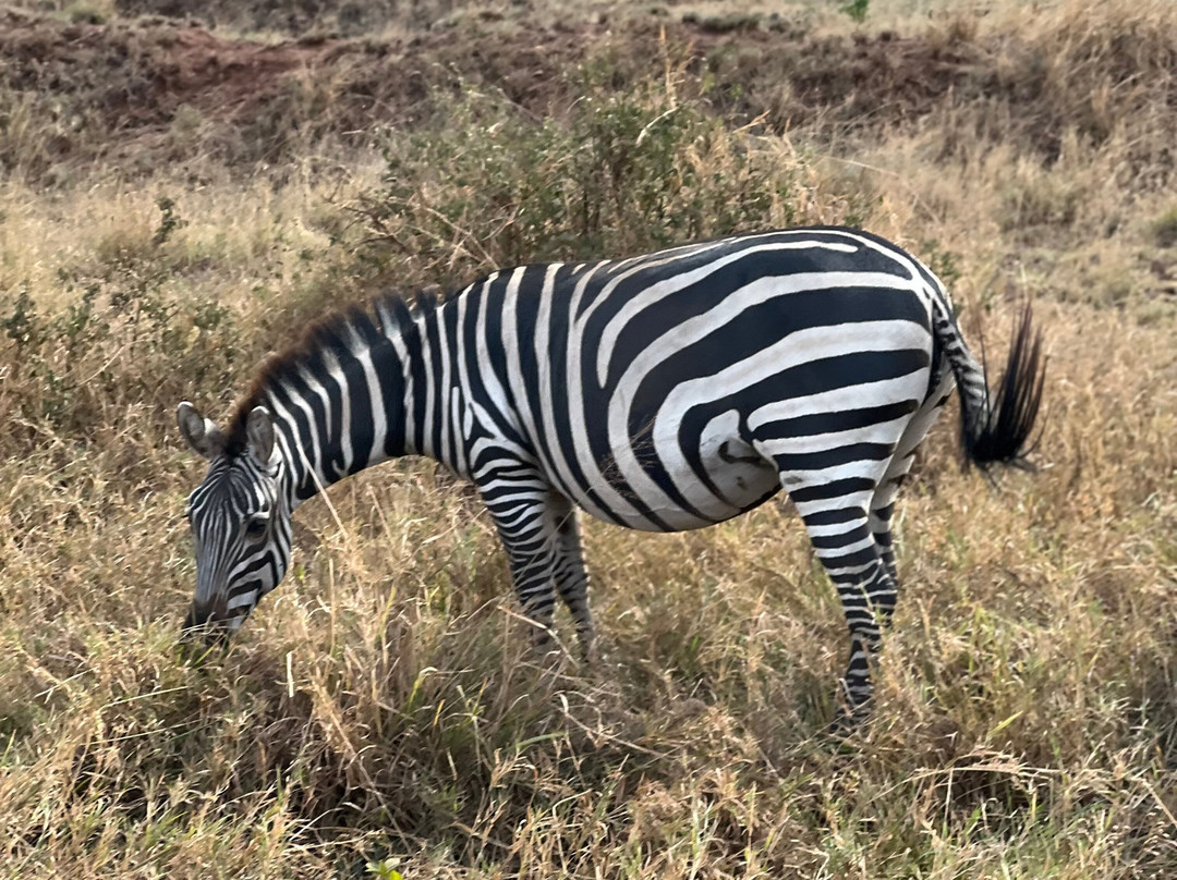 Shemeji Safari-阿鲁沙必去景点