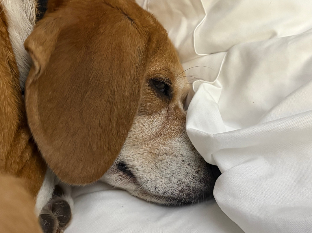 La Quinta Inn by Wyndham Richmond South主图