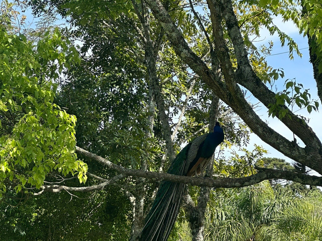 Dal Pizzol Vinhos Únicos-本图贡萨尔维斯必去景点