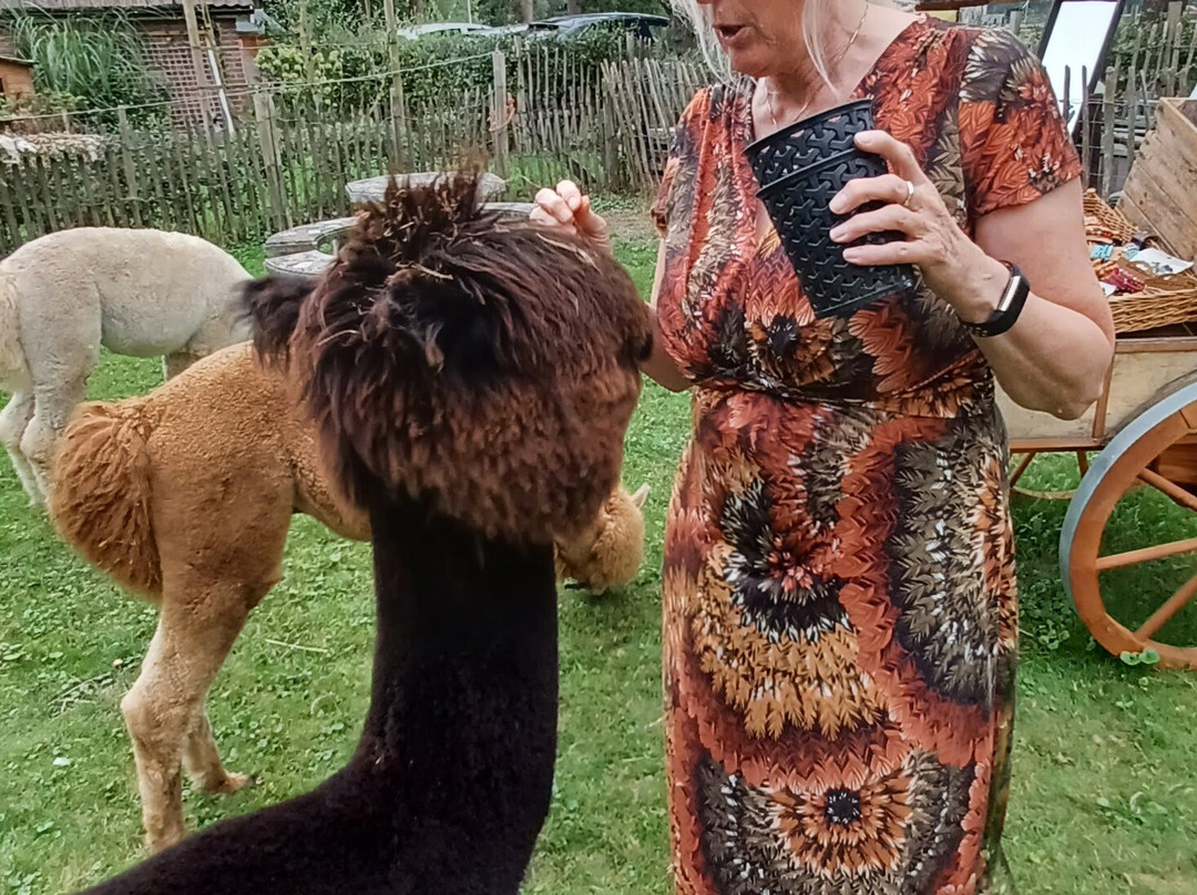 Alpaca Enzo-Wittelte必去景点