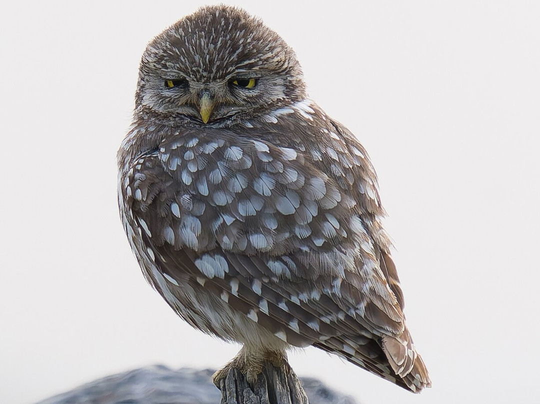 Discovering Donana-El Rocio必去景点