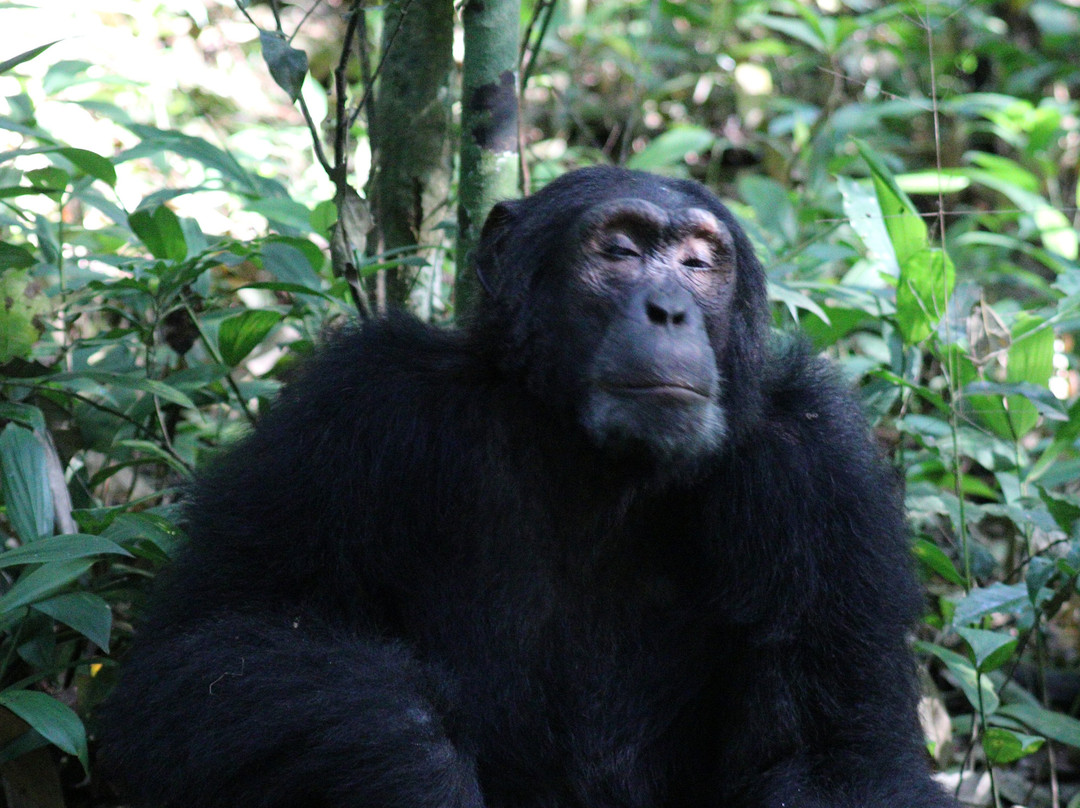 Uzuri Uganda Safaris-坎帕拉必去景点
