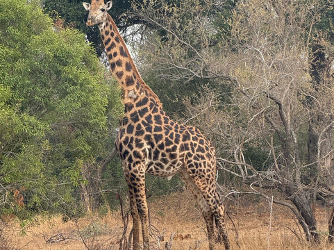 African Aerial Safaris-比勒陀利亚必去景点