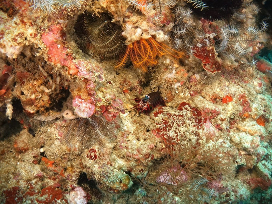 Alpha Dive Team - Bali Chapter-登巴萨必去景点