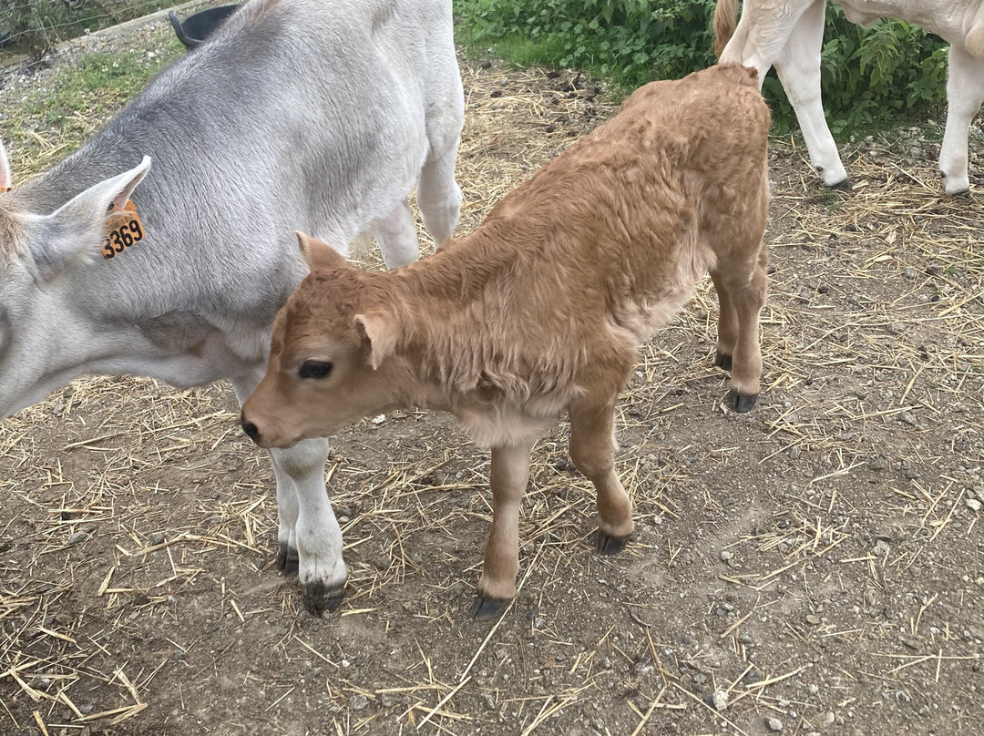 Abbaye Sainte Marie de Boulaur-Boulaur必去景点