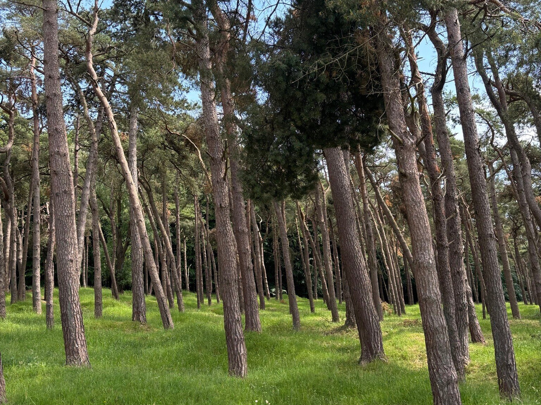 Canadian National Vimy Memorial-Givenchy-en-Gohelle必去景点