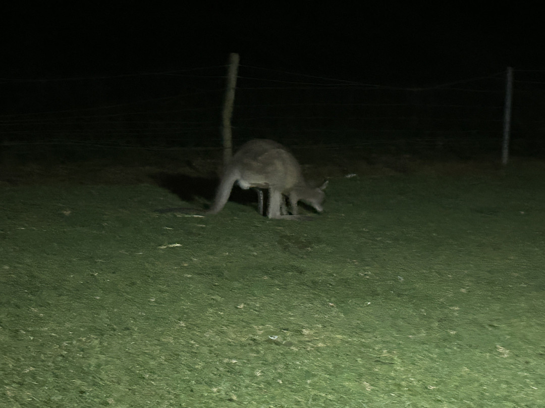 Bendeela Camping and Picnic Area-袋鼠谷必去景点