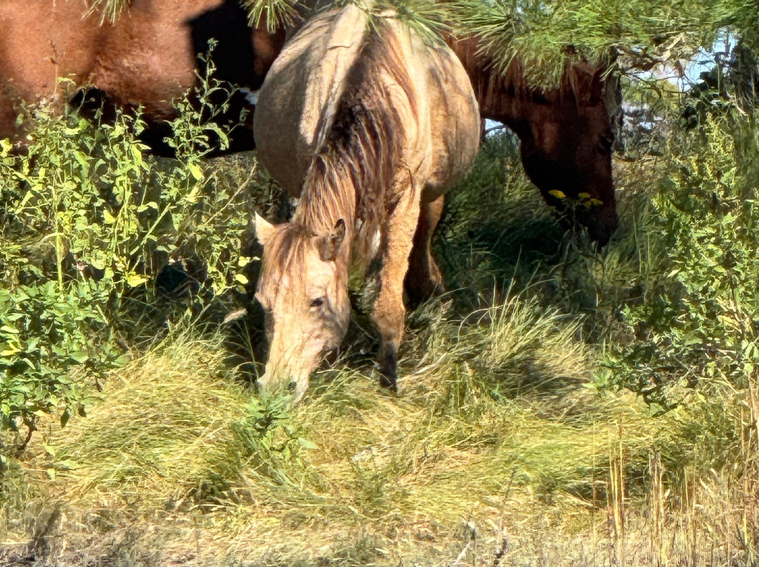 Riptide Pony Tours-Chincoteague必去景点