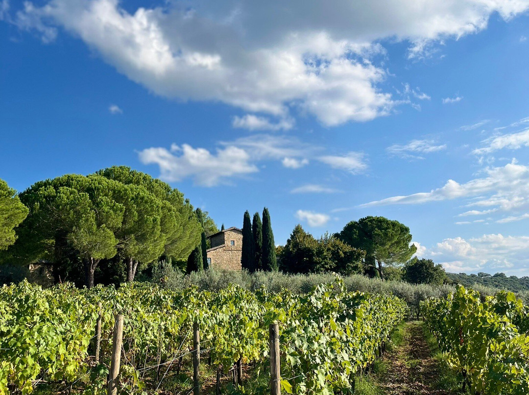 Máté Winery-蒙塔尔奇诺必去景点