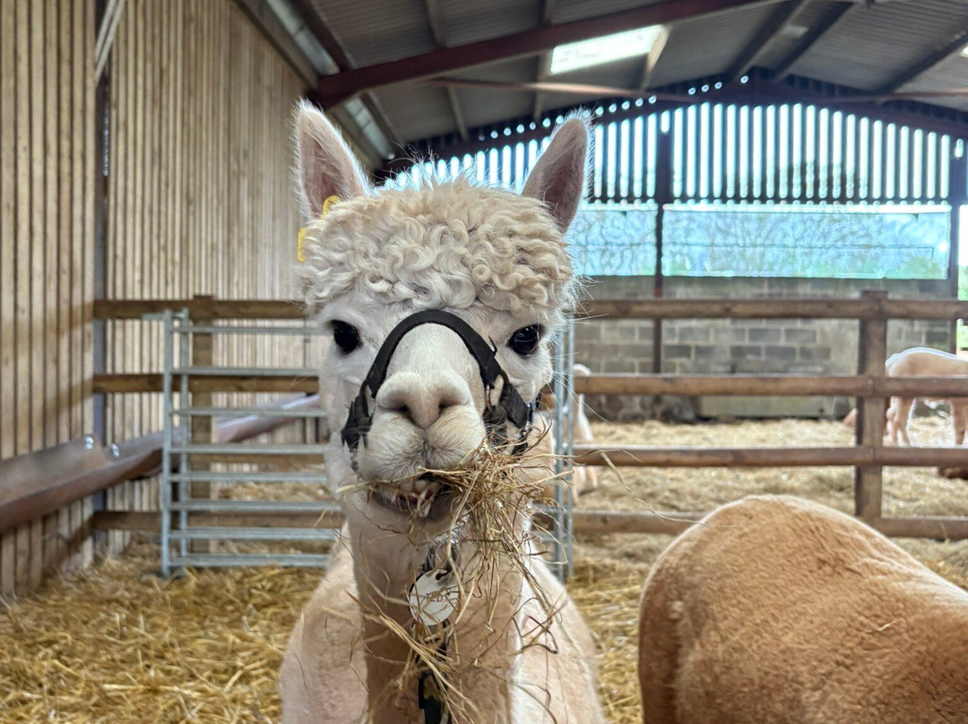 Pembrokeshire Alpaca Trekking-腾比必去景点