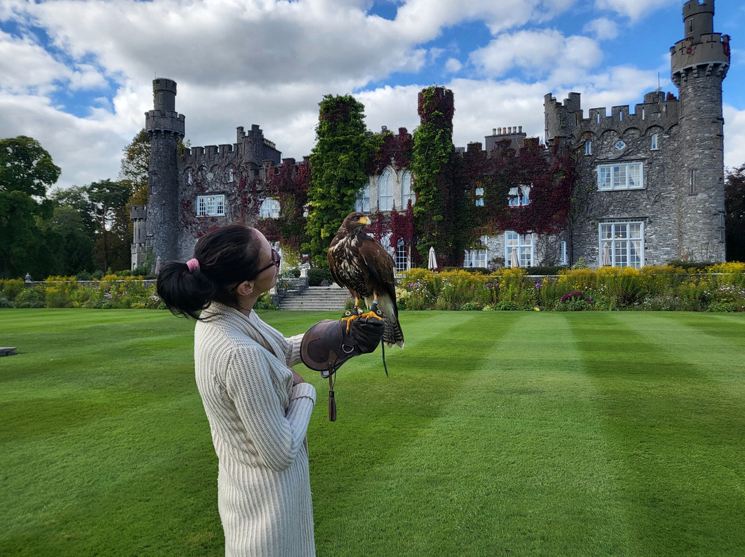 Dublin Falconry-Castleknock必去景点