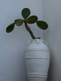 Kastro-Serifos必去景点