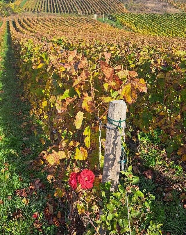 Champagne Piot-Sévillano-Vincelles必去景点