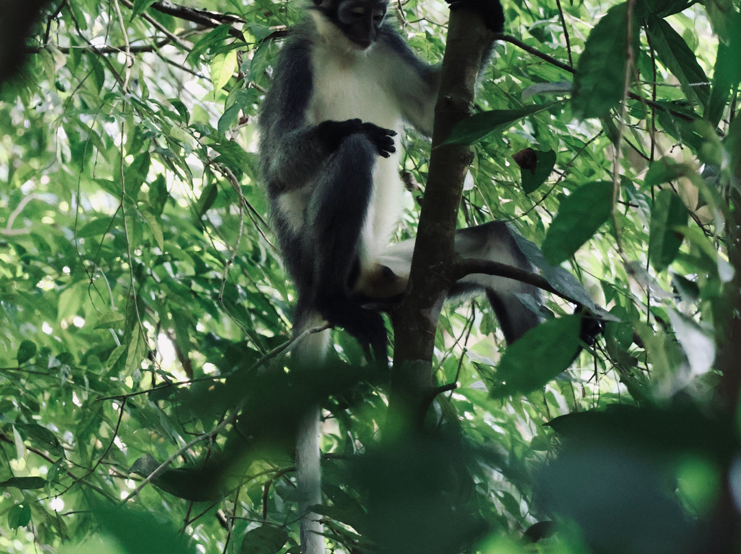 Sumatra Orangutan Explore-武吉拉旺必去景点