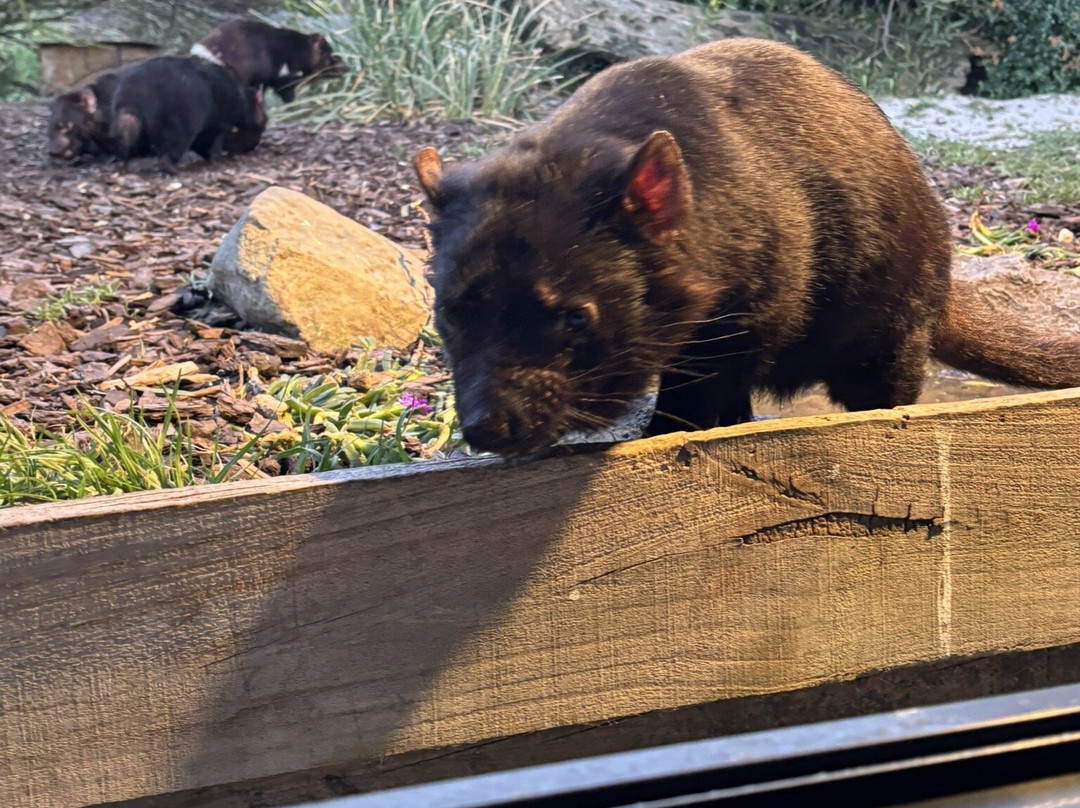 夜间魔鬼观赏-比奇诺必去景点