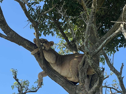 Nungi Safaris-恩德培必去景点