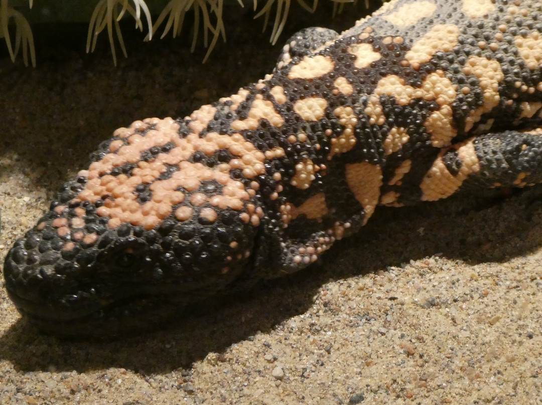 American International Rattlesnake Museum-阿尔伯克基必去景点