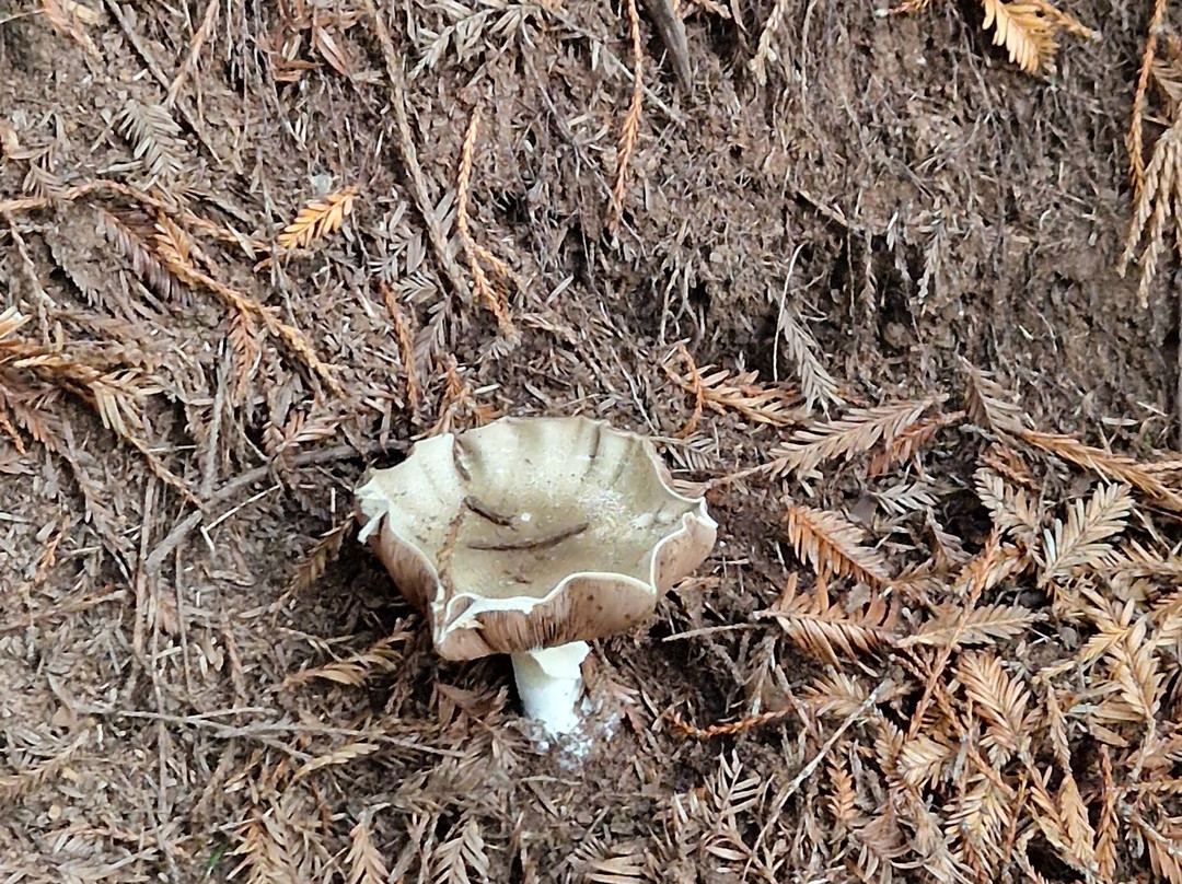 Natural Monument of the Sequoias of Monte Cabezón-Cabezon de la Sal必去景点