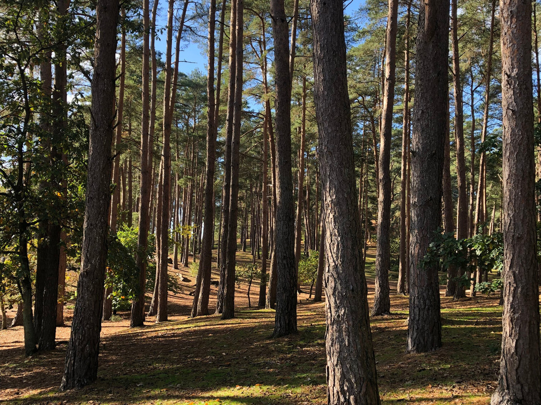 Frensham Little Pond-Frensham必去景点