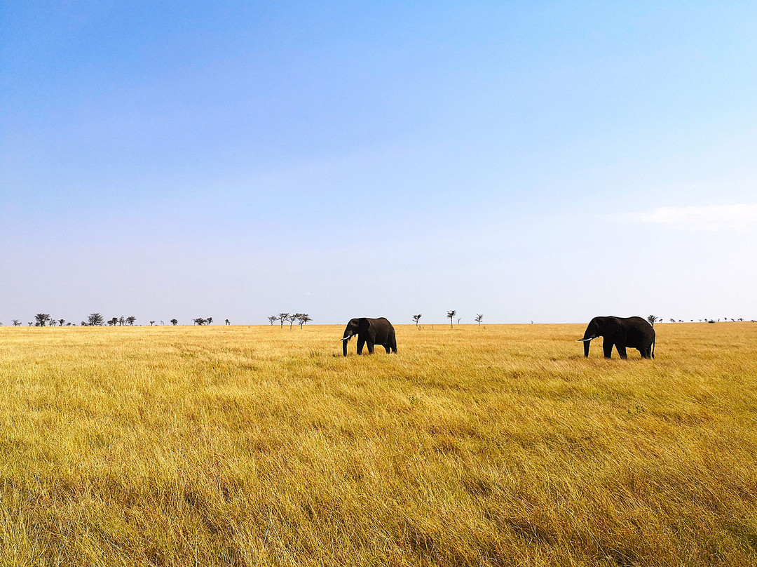 Safari Avventura-阿鲁沙必去景点