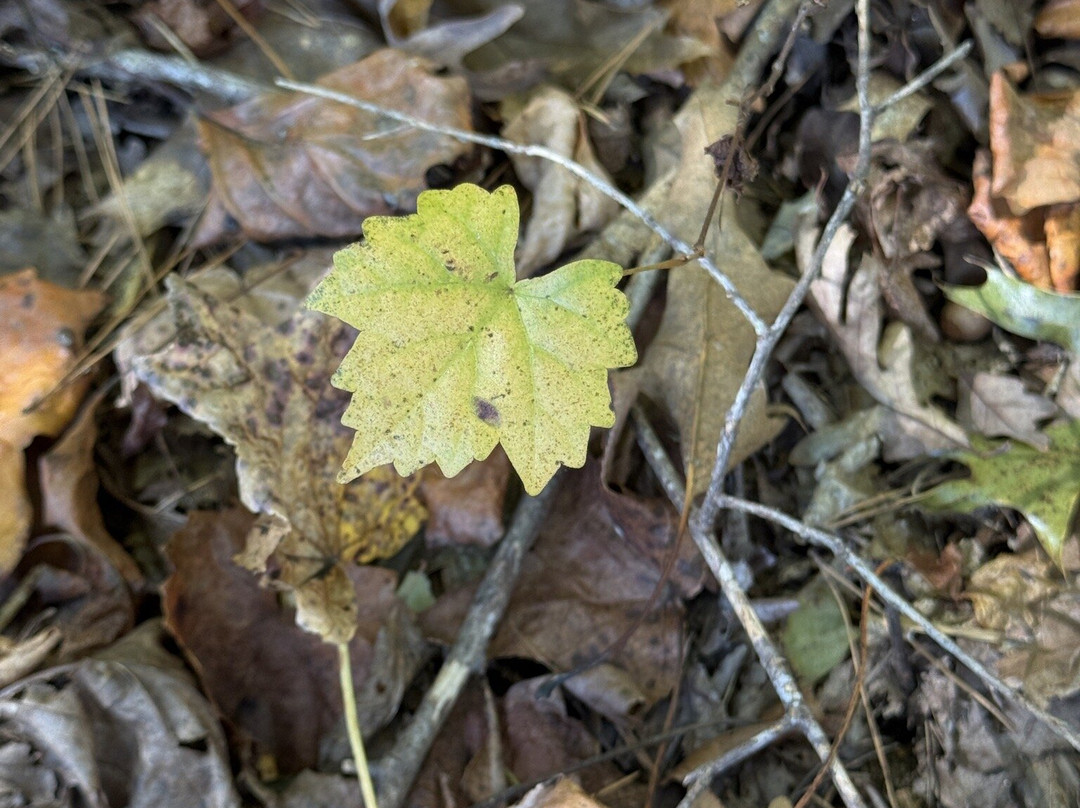 Historic Yates Mill County Park-罗利必去景点