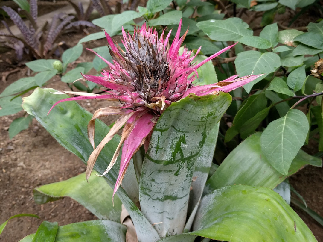 Ola Brisa Gardens-曼萨尼约必去景点