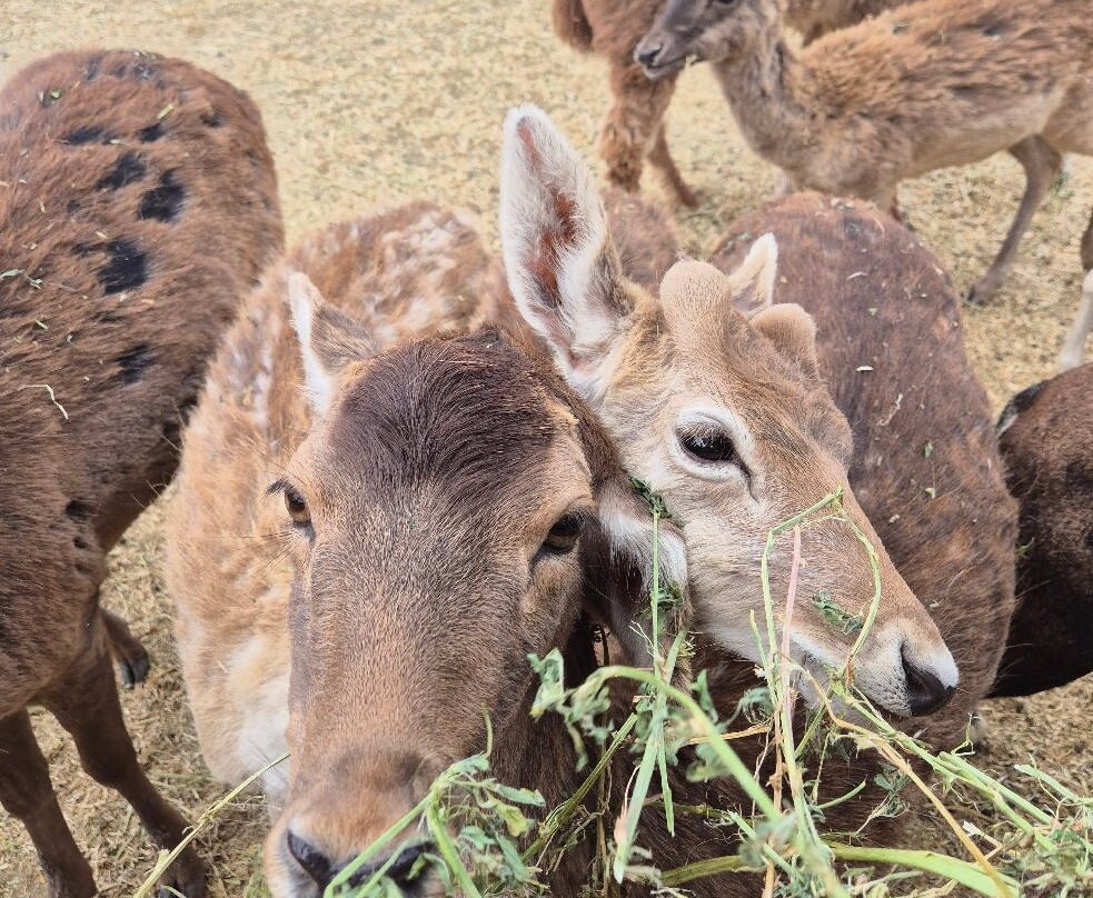 Parque Safari-兰卡瓜必去景点