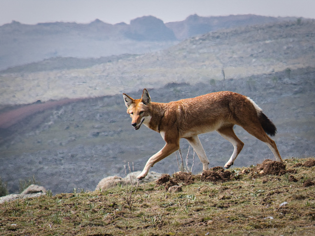 Bale Mountains Tours-Bale Mountains National Park必去景点