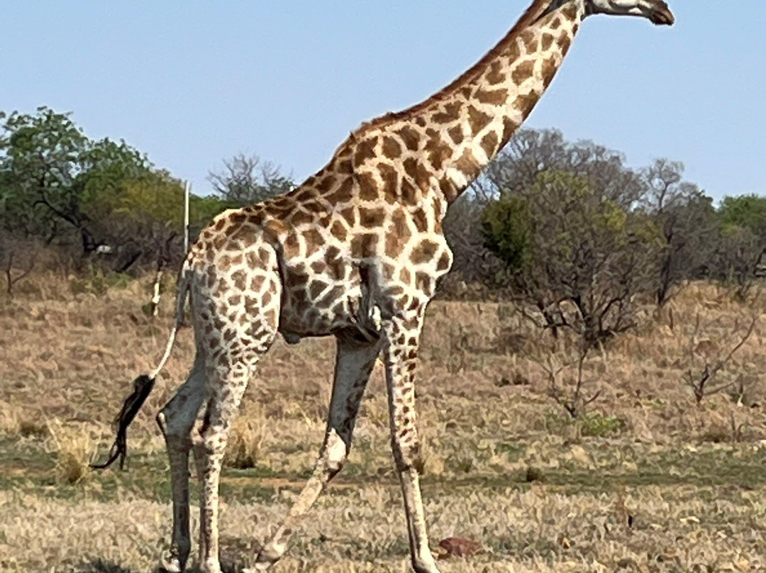 Safari With Us - Day Tours-约翰内斯堡必去景点