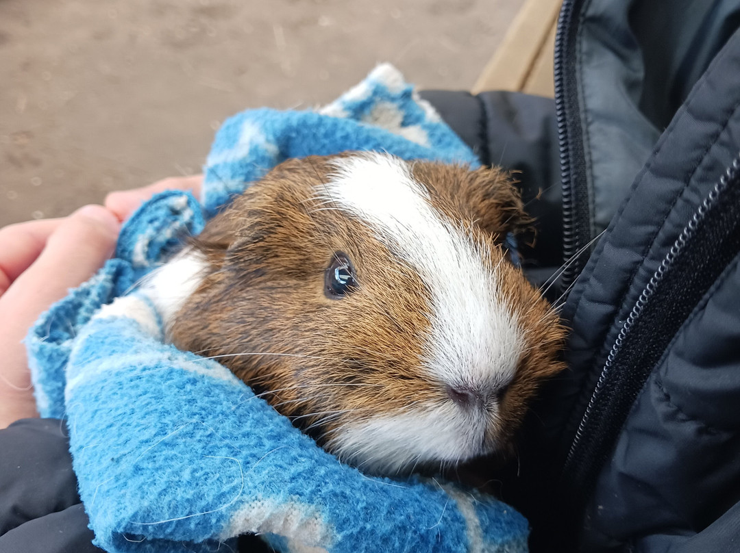 Totnes Rare Breeds Farm-托特尼斯必去景点