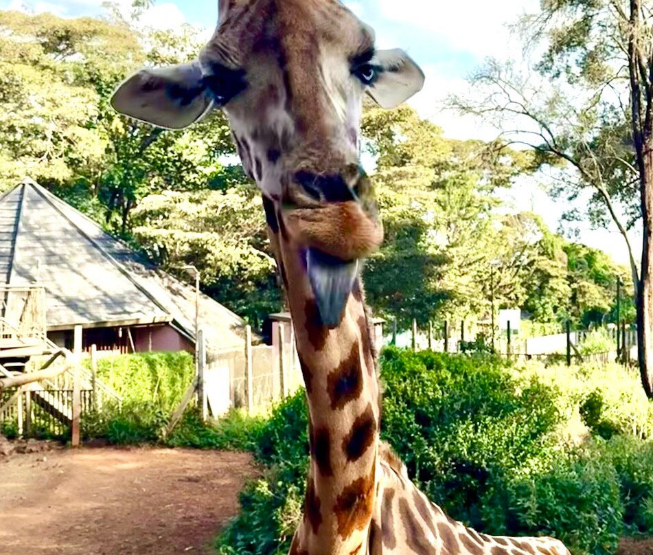 The Safari Company Ltd-Karen必去景点