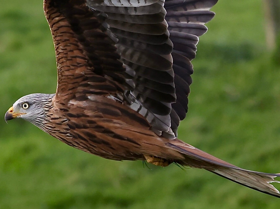 Bellymack Hill Farm - Kite Feeding Station-Laurieston必去景点