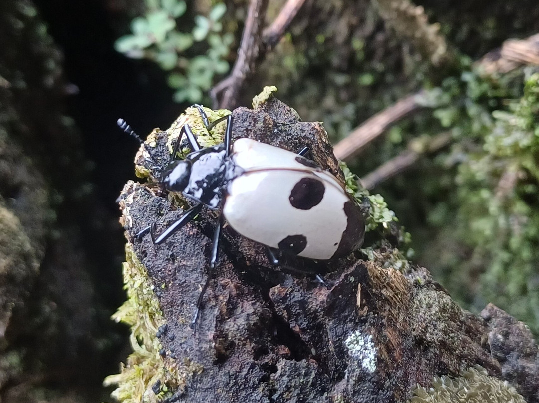 Inkamazonia Jungle Specialist-Manu必去景点